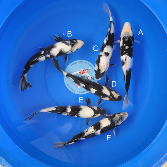 Japanese koi listing 2025MAY-033 from Ogata koi farm, containing Shiro Utsuri at champkoi.com