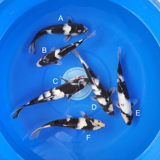Japanese koi listing 2025MAY-034 from Ogata koi farm, containing Shiro Utsuri at champkoi.com