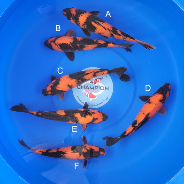 Japanese koi listing 2025MAY-035 from Shinoda koi farm, containing Hi Utsuri at champkoi.com