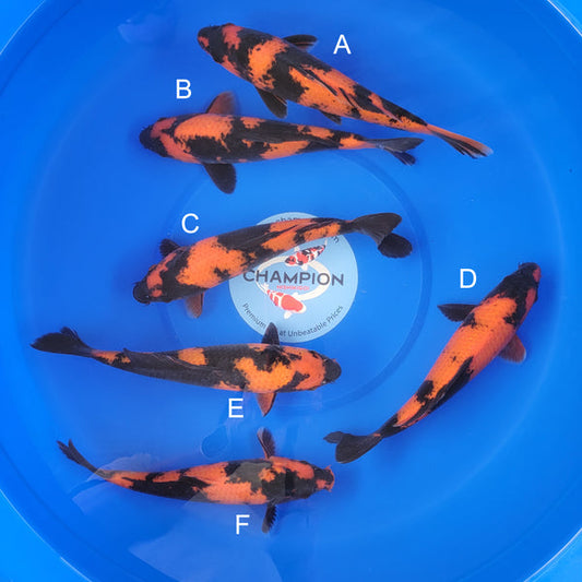 Japanese koi listing 2025MAY-035 from Shinoda koi farm, containing Hi Utsuri at champkoi.com