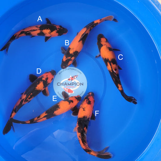 Japanese koi listing 2025MAY-036 from Shinoda koi farm, containing Hi Utsuri at champkoi.com