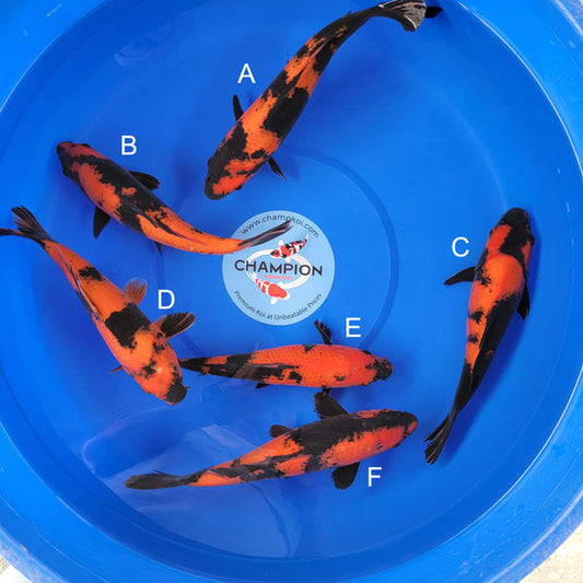 Japanese koi listing 2025MAY-037 from Shinoda koi farm, containing Hi Utsuri at champkoi.com