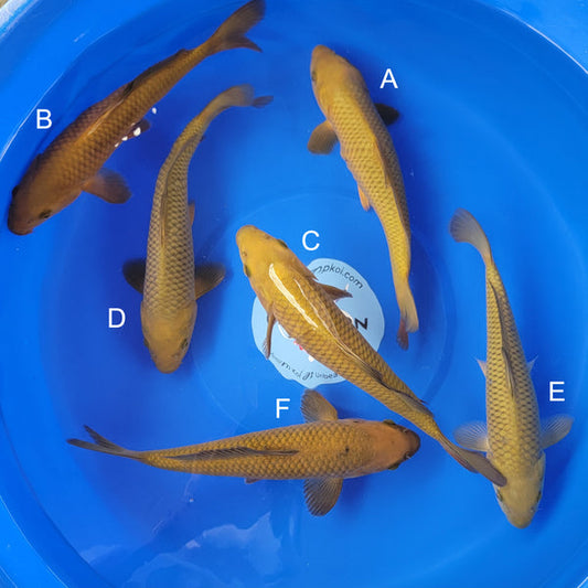 Japanese koi listing 2025MAY-041 from Marusei koi farm, containing Chagoi at champkoi.com