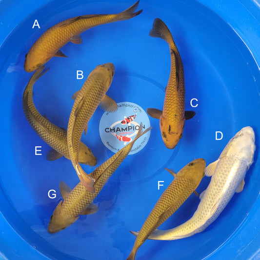 Japanese koi listing 2025MAY-043 from Marusei koi farm, containing Chagoi, Silver Fox at champkoi.com