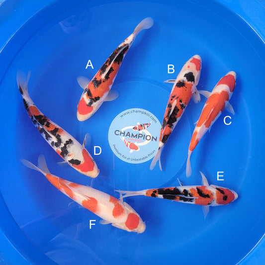 Japanese koi listing 2025MAY-044 from Ooya koi farm, containing Sanke, Kohaku at champkoi.com