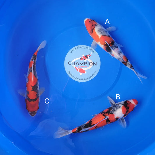 Japanese koi listing 2025MAY-045 from Ogata koi farm, containing Showa, Goshike at champkoi.com