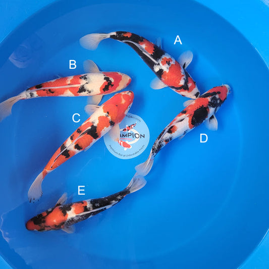 Japanese koi listing 2025MAY-046 from Ogata koi farm, containing Showa, Sanke at champkoi.com