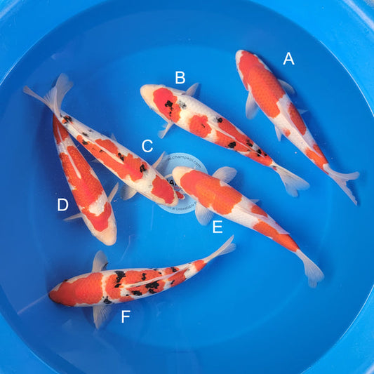 Japanese koi listing 2025MAY-047 from Ogata koi farm, containing Kohaku, Sanke, Ginrin Kohaku at champkoi.com