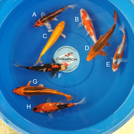 Japanese koi listing 2025MAY-048 from Marusei koi farm, containing Beni Ginga, Kohaku, Yamabuki, Aka Matsuba, Shusui, Showa, Kin Matsuba at champkoi.com