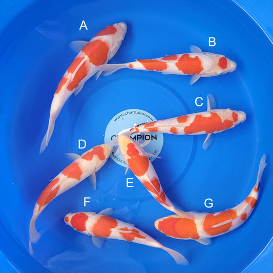 Japanese koi listing 2025MAY-049 from Ooya koi farm, containing Kohaku at champkoi.com
