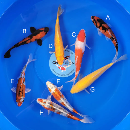 Japanese koi listing 2025MAY-051 from Marusei koi farm, containing Showa, Hi Utsuri, Kohaku, Yamabuki, Kujaku, Karashigoi at champkoi.com