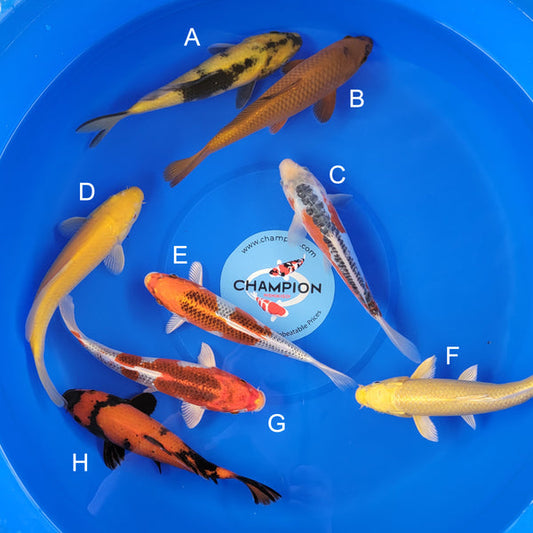 Japanese koi listing 2025MAY-052 from Marusei koi farm, containing Ki Utsuri, Chagoi, Shusui, Karashigoi, Kujaku, Yamabuki , Hi Utsuri at champkoi.com