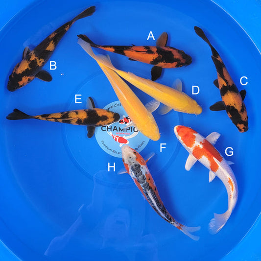 Japanese koi listing 2025MAY-053 from Marusei koi farm, containing Hi Utsuri, Karshigoi, Karashigoi, Hariwake, Shusui at champkoi.com