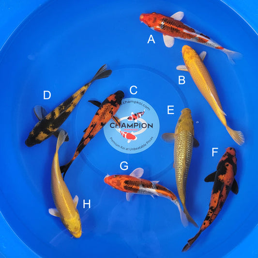 Japanese koi listing 2025MAY-054 from Marusei koi farm, containing Kujaku, Yamabuki, Hi Utsuri, Ki Utsuri, Ginrin Chagoi at champkoi.com