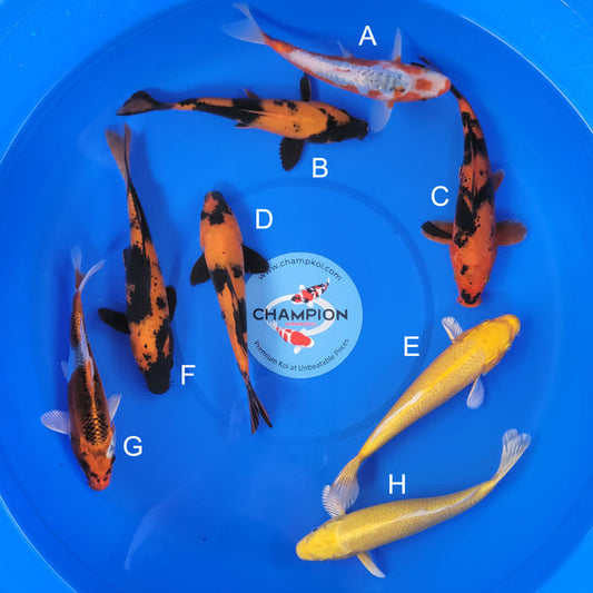 Japanese koi listing 2025MAY-055 from Marusei koi farm, containing Shusui, Hi Utsuri, Yamabuki, Kujaku at champkoi.com