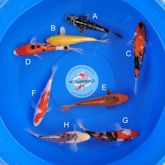 Japanese koi listing 2025MAY-056 from Marusei koi farm, containing Kikokuryu, Yamabuki, Ginrin Showa, Sanke, Aka Matsuba, Kohaku, Shusui at champkoi.com