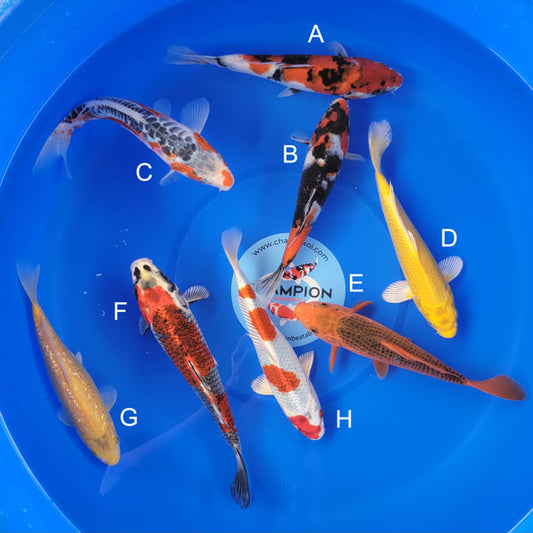 Japanese koi listing 2025MAY-058 from Marusei koi farm, containing Showa, Shusui, Yamabuki, Aka Matsuba, Kujaku, Ginrin Karashigoi, Hariwake at champkoi.com