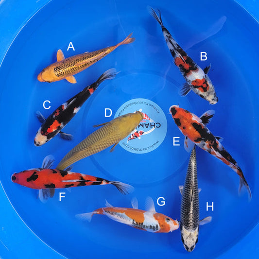 Japanese koi listing 2025MAY-059 from Marusei koi farm, containing Kin Matsuba, Showa, Chagoi, Shusui, Ginga at champkoi.com