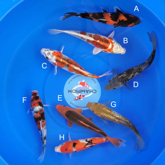 Japanese koi listing 2025MAY-060 from Marusei koi farm, containing Showa, Kujaku, Ginrin Ochiba, Aka Matsuba, Sanke at champkoi.com