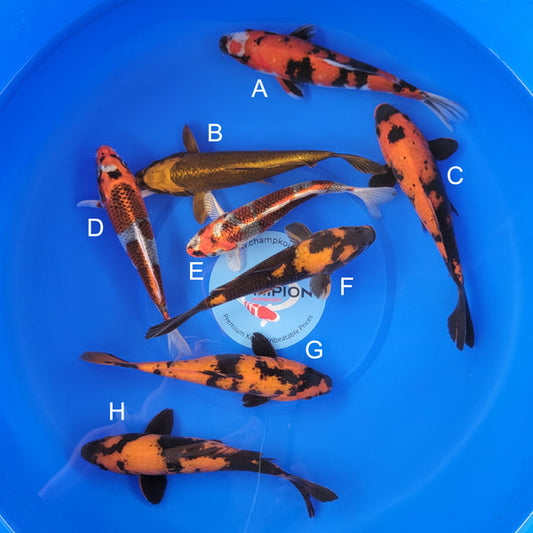Japanese koi listing 2025MAY-061 from Marusei koi farm, containing Showa, Matsuba, Hi Utsuri, Kujaku at champkoi.com