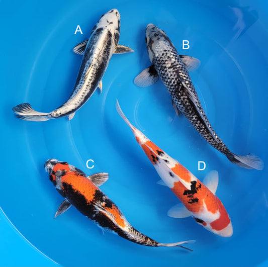 Japanese koi listing 2025MAY-064 from Marusei koi farm, containing Kikokuryu, Ginrin Matsukawabuke, Kin Showa, Sanke at champkoi.com