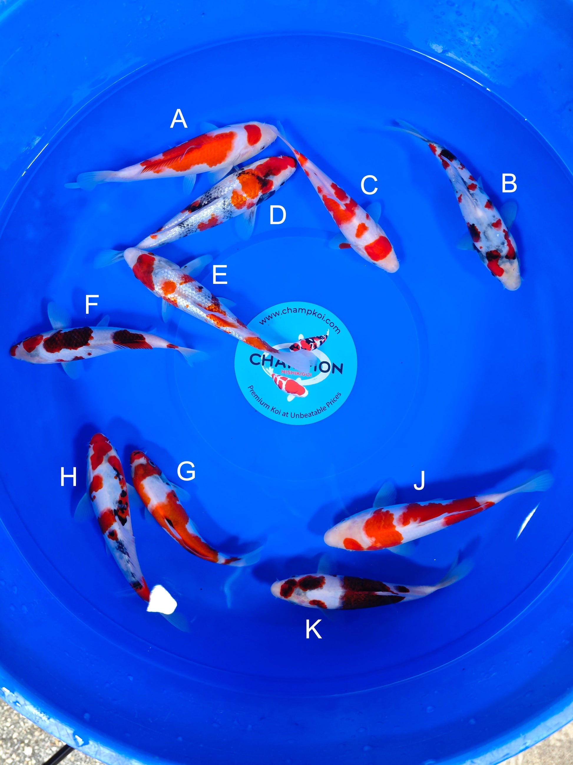 Koi fish for sale — 18-25 cm Ogata Kohaku at ChampKoi
