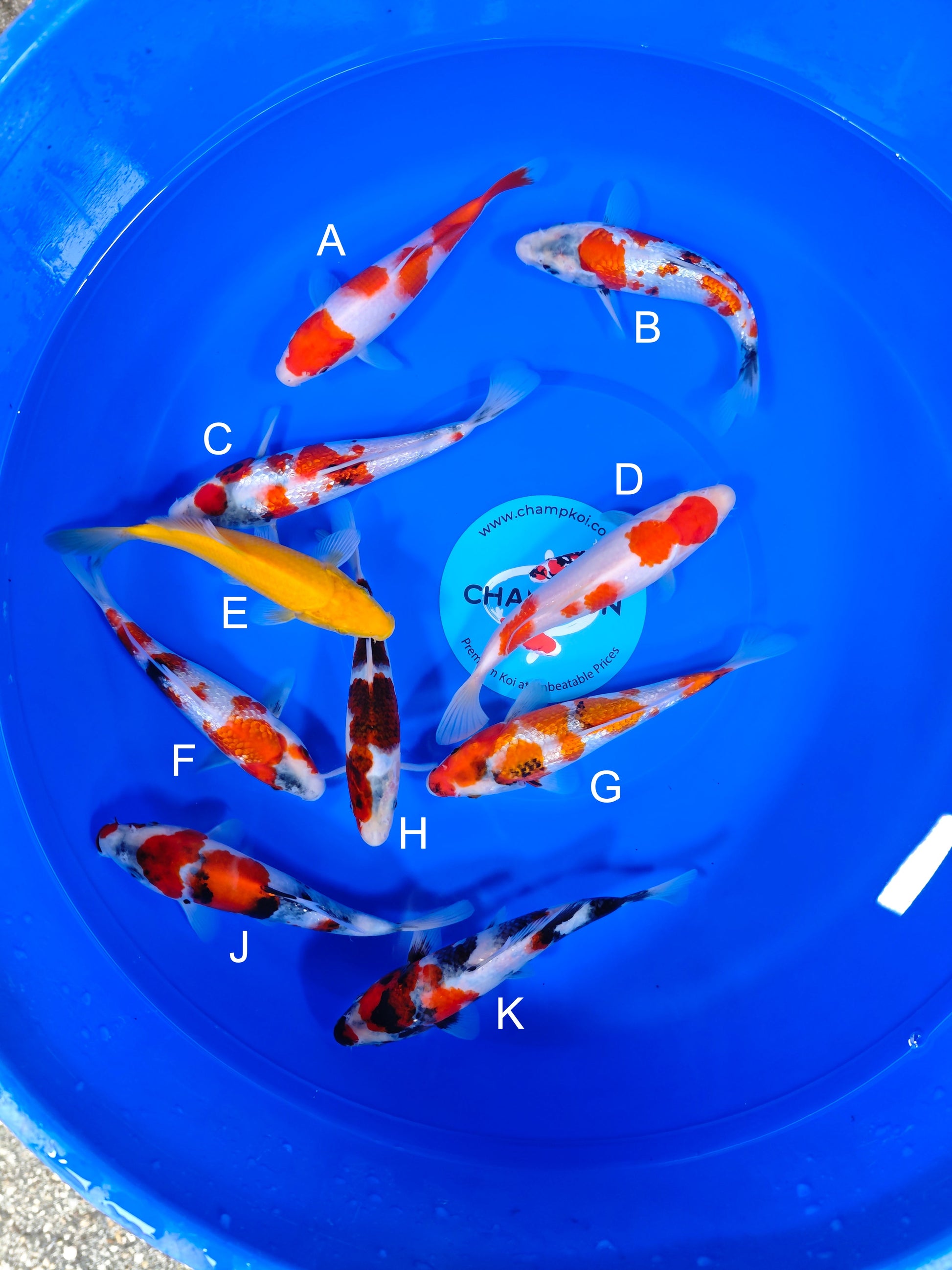 Koi fish for sale — 18-25 cm Ogata Kohaku at ChampKoi