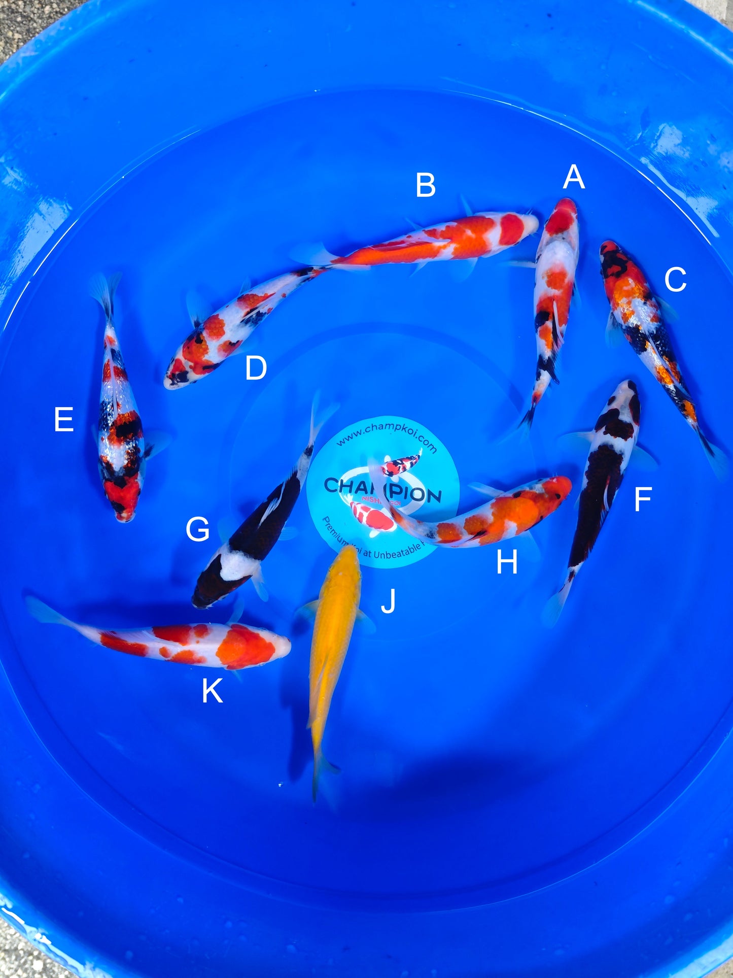 Koi fish for sale — 18-25 cm Ogata Showa at ChampKoi