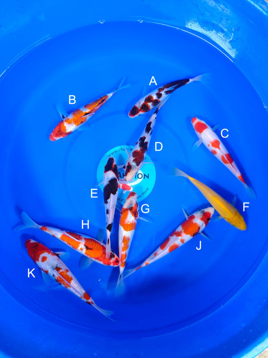Koi fish for sale — 18-25 cm Ogata Budo Goromo at ChampKoi