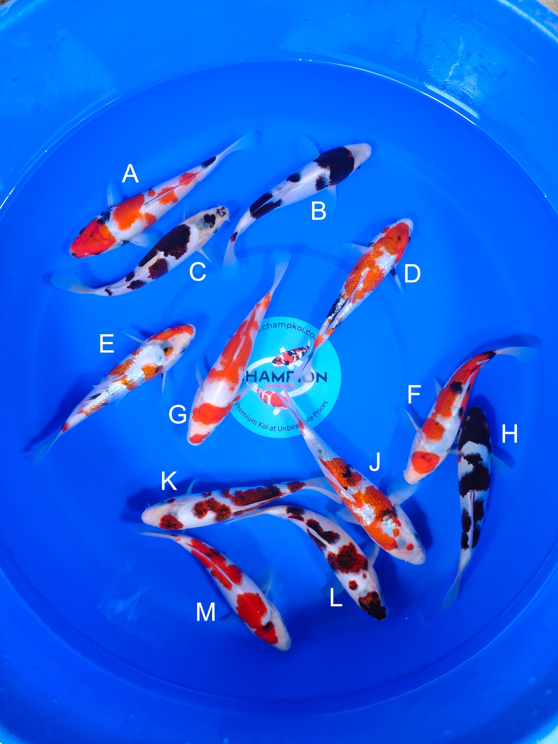 Koi fish for sale — 18-25 cm Ogata Showa at ChampKoi