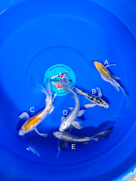 Koi fish for sale — 20-25 cm Suda Yellow Kujuku Longfin at ChampKoi