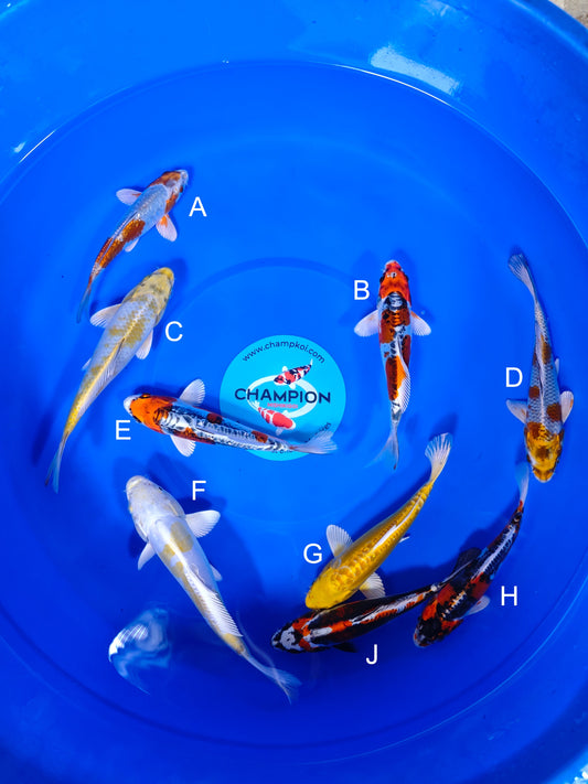 Koi fish for sale — 20-25 cm Suda Ginrin Kogane at ChampKoi