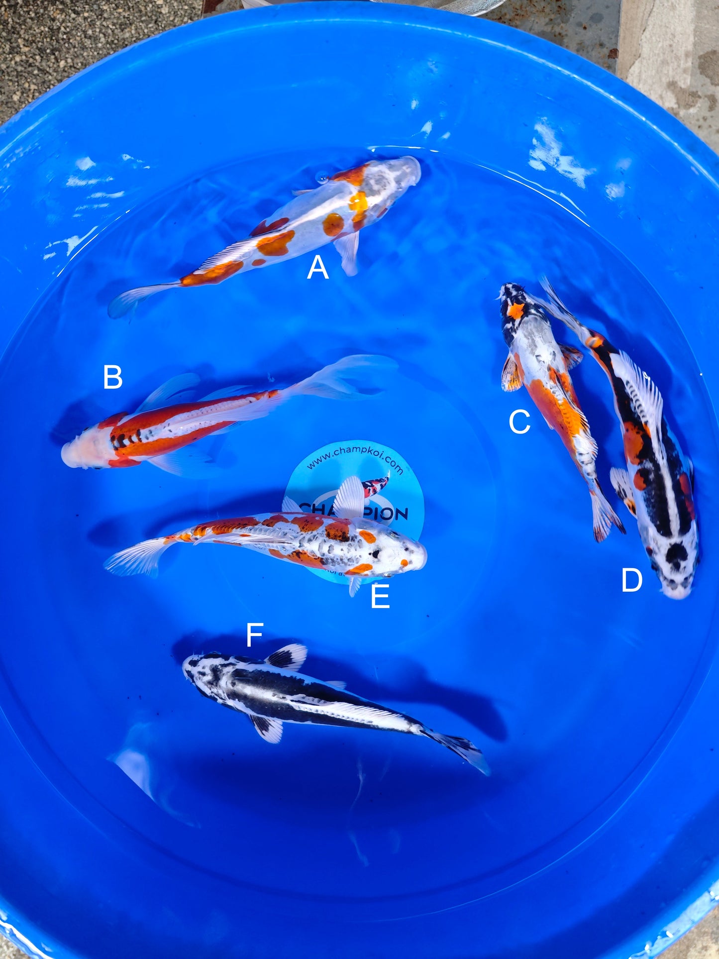 Koi fish for sale — 26-29 cm Suda Ginrin Kogane at ChampKoi