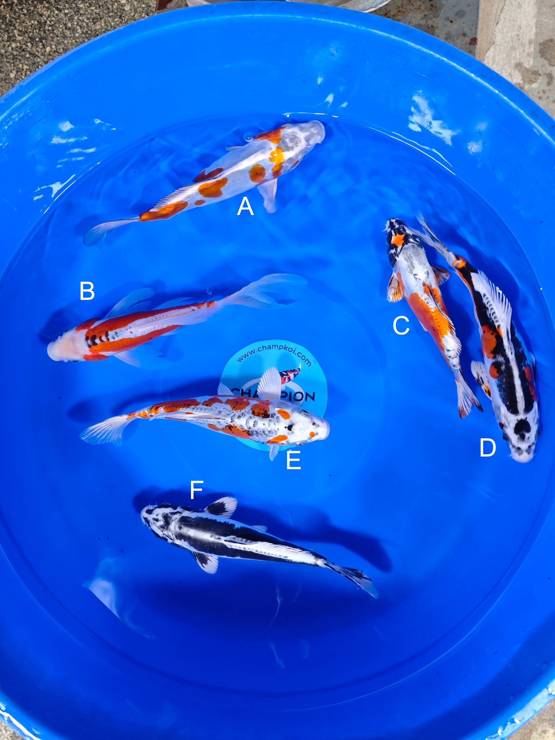 Koi fish for sale — 26-29 cm Suda Ginrin Kogane at ChampKoi