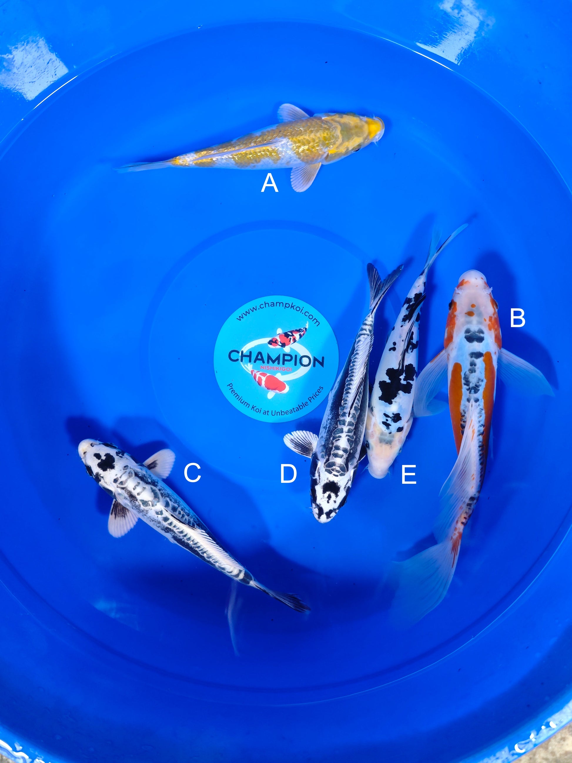 Koi fish for sale — 26-29 cm Suda Ginrin Kogane Ochiba at ChampKoi