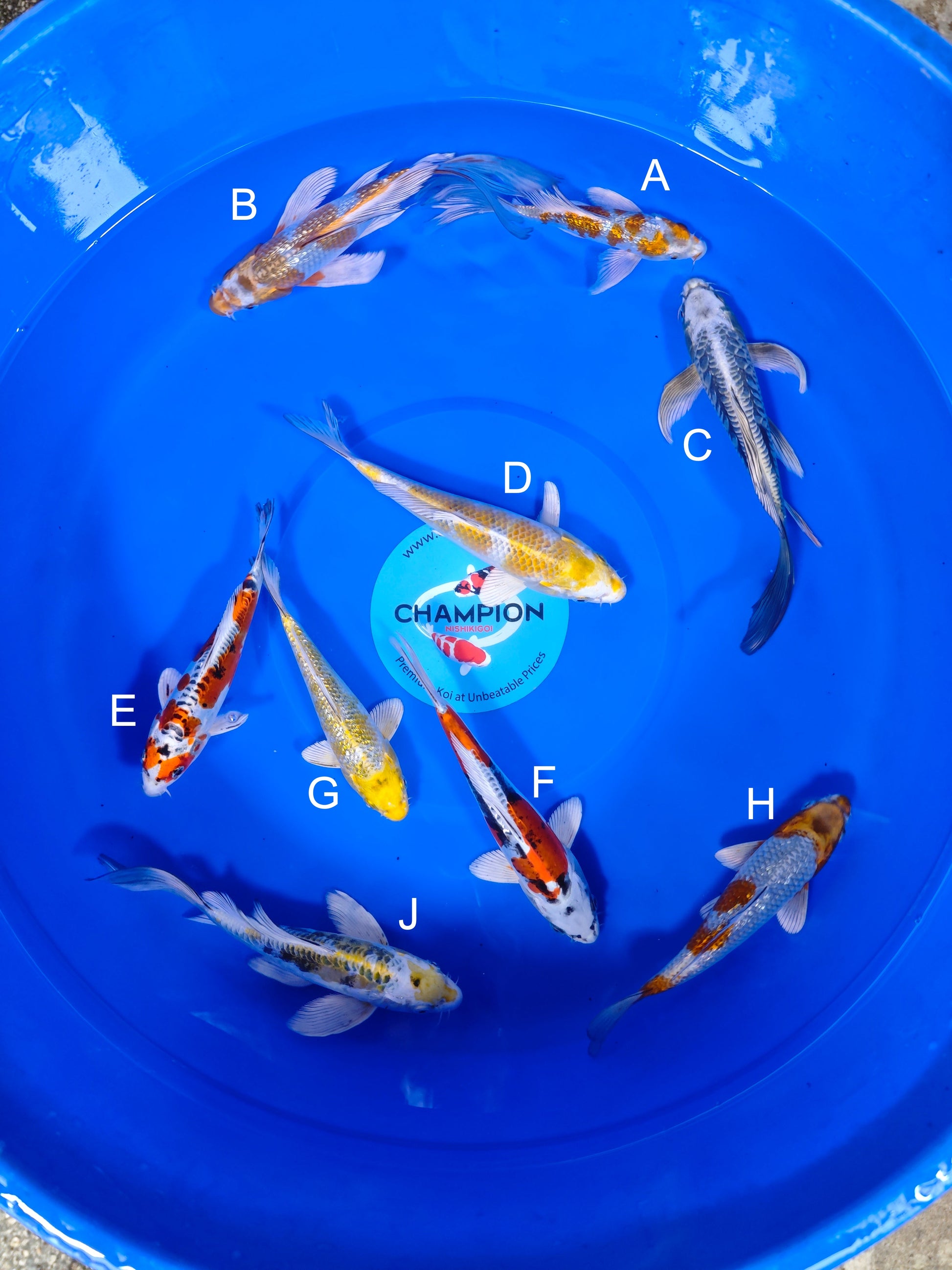 Koi fish for sale — 18-25 cm Suda Ginrin Kogane Longfin at ChampKoi