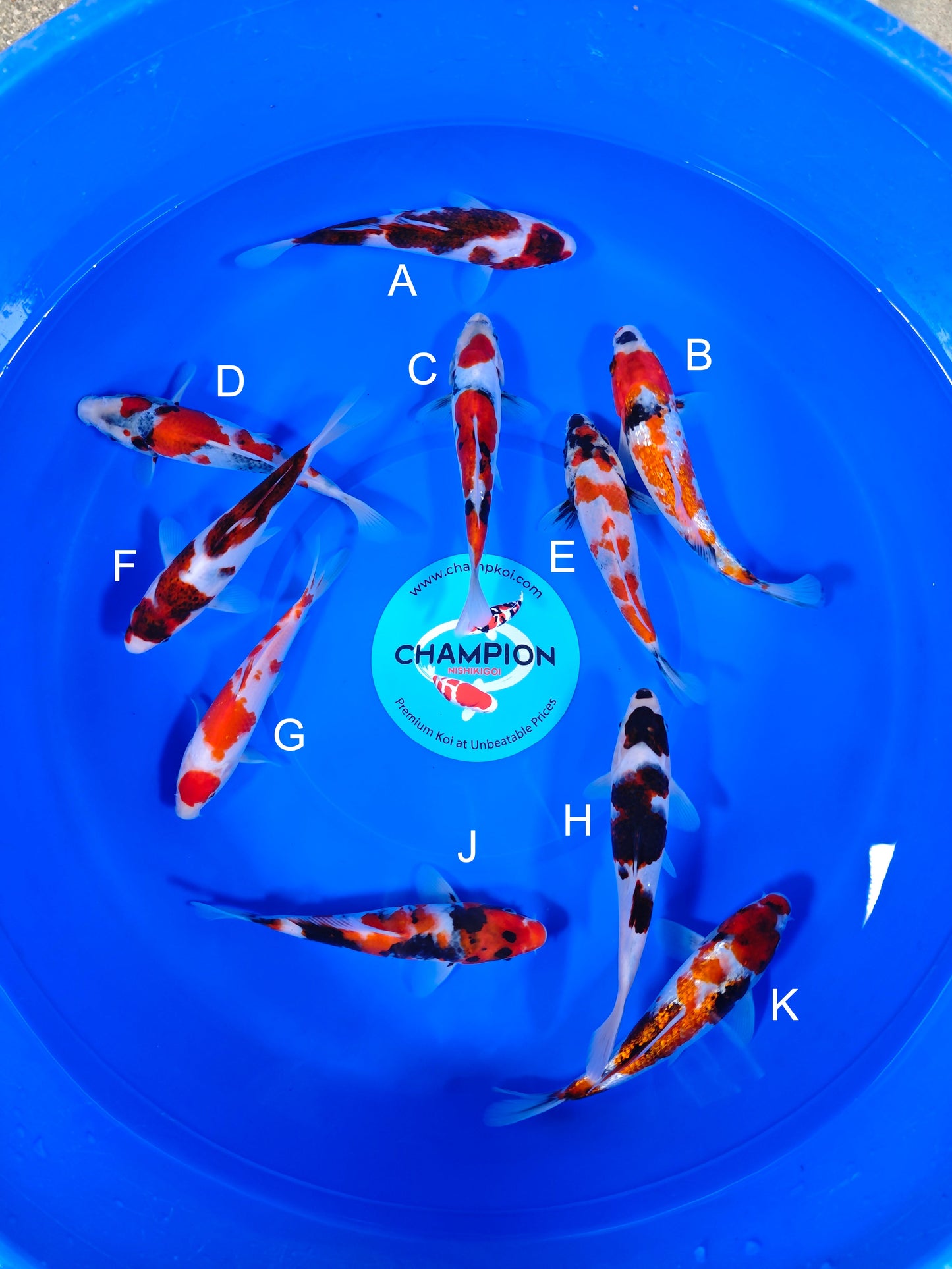 Koi fish for sale — 20-25 cm Ogata Budo Goromo at ChampKoi