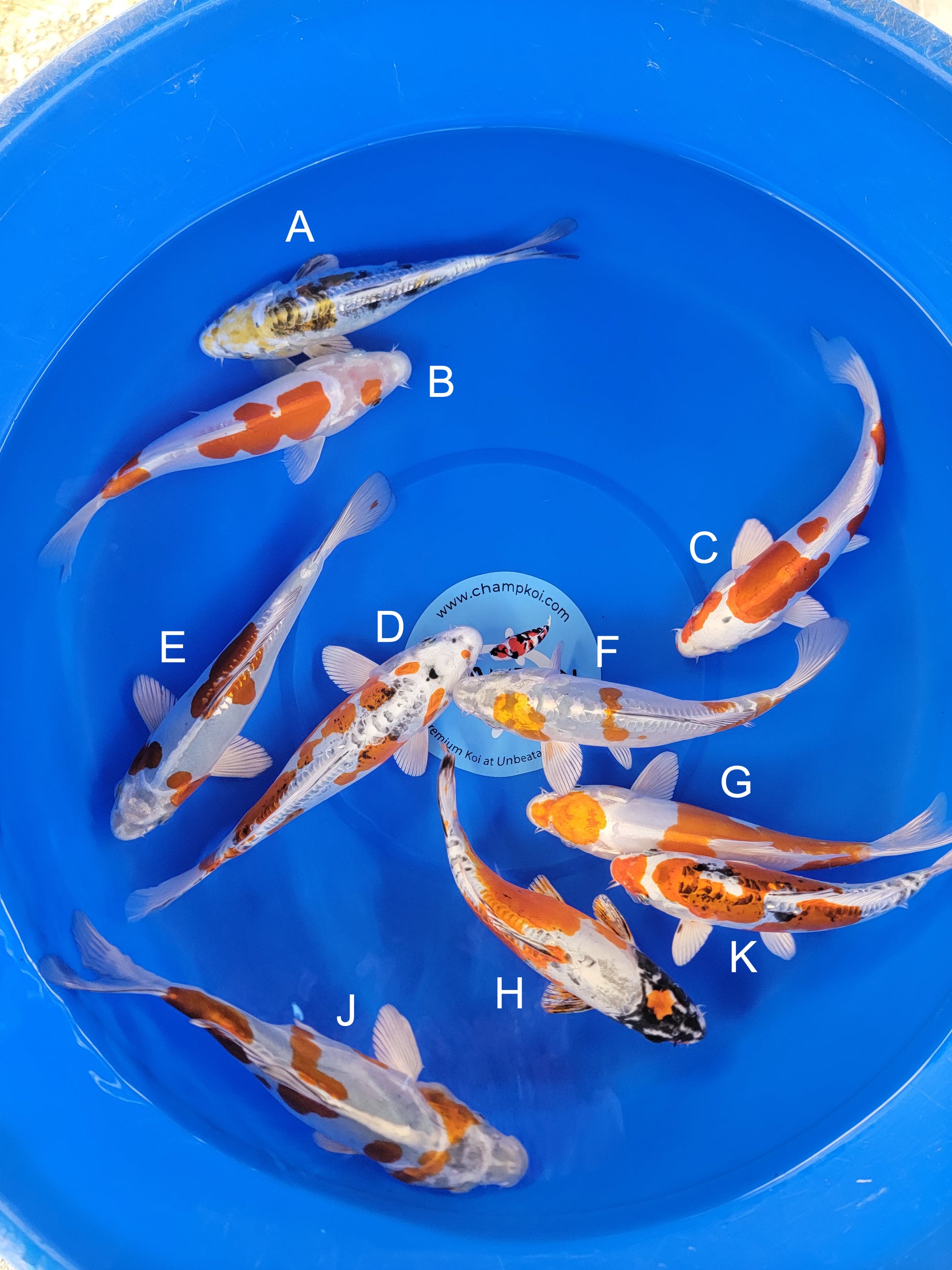 Koi fish for sale — 20-25 cm Suda Doitsu Yamato at ChampKoi