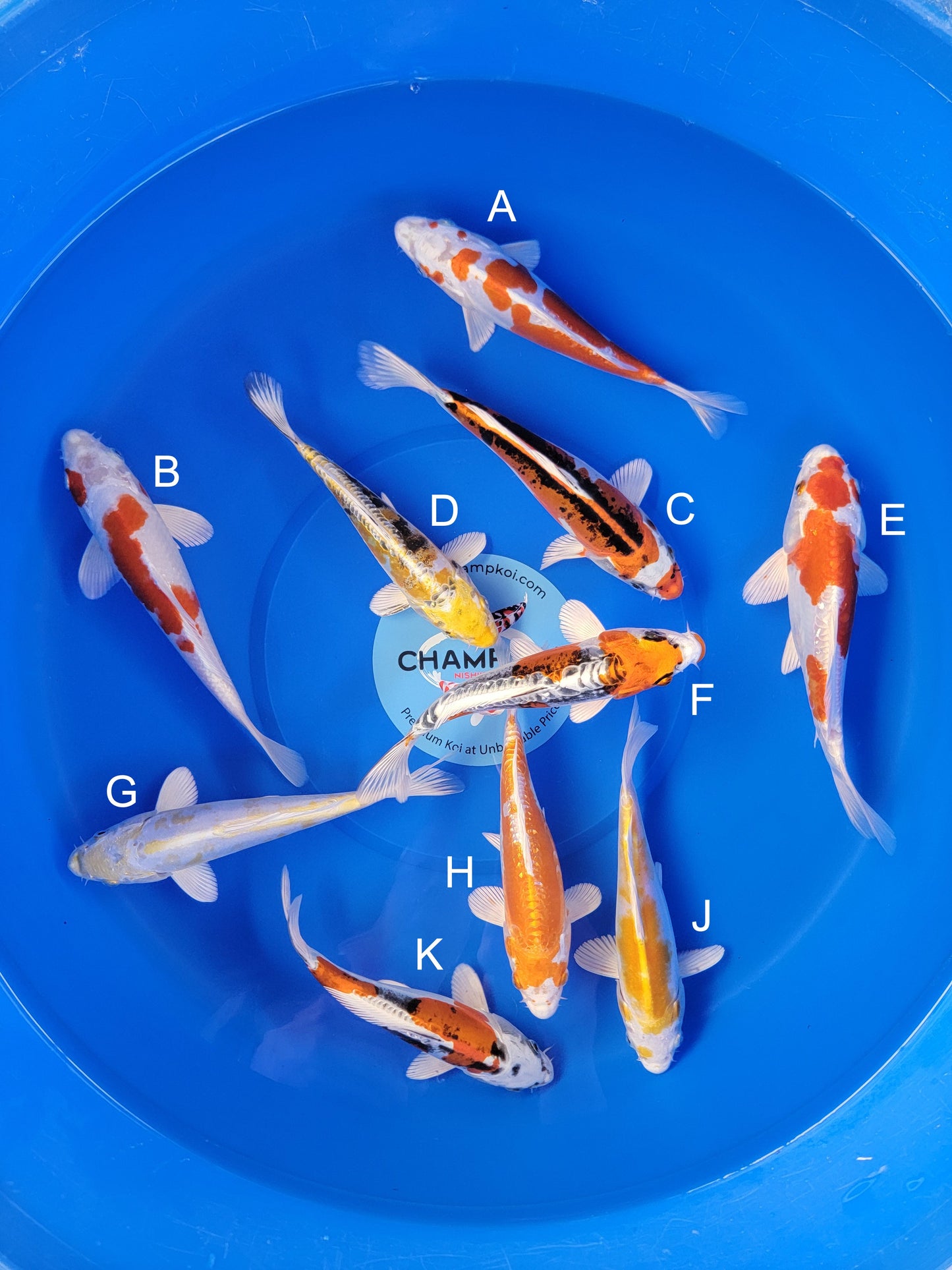 Koi fish for sale — 18-22 cm Suda Kikusui at ChampKoi