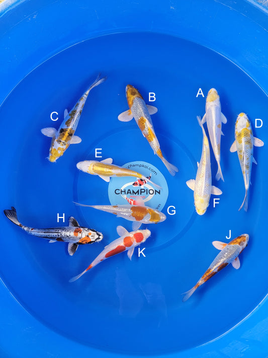 Koi fish for sale — 18-22 cm Suda Hariwake at ChampKoi