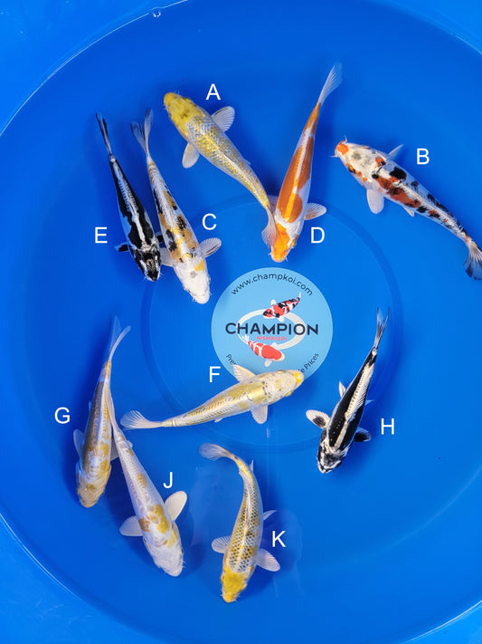 Koi fish for sale — 18-23 cm Suda Ginrin Hariwake at ChampKoi