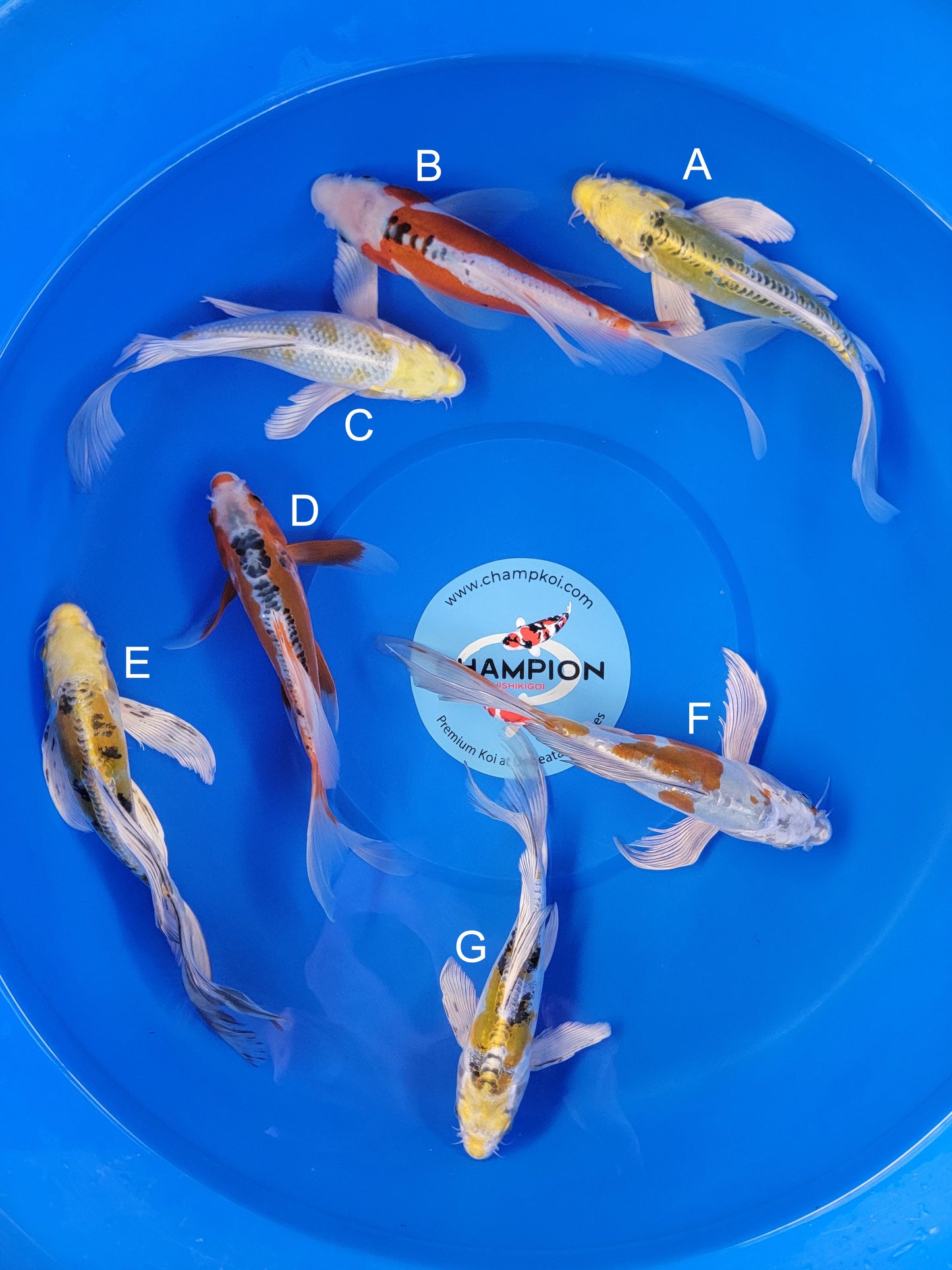 Koi fish for sale — 22-25 cm Suda Doitsu Hariwake Longfin at ChampKoi