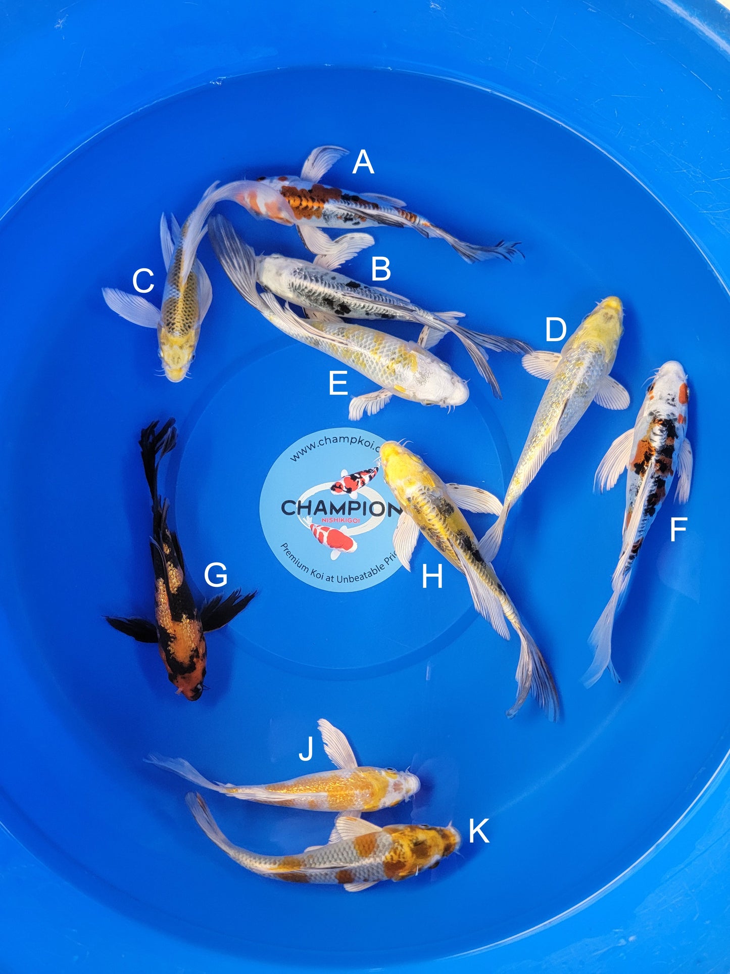 Koi fish for sale — 18-23 cm Suda Doitsu Doitsu Kogane Ochiba Longfin at ChampKoi