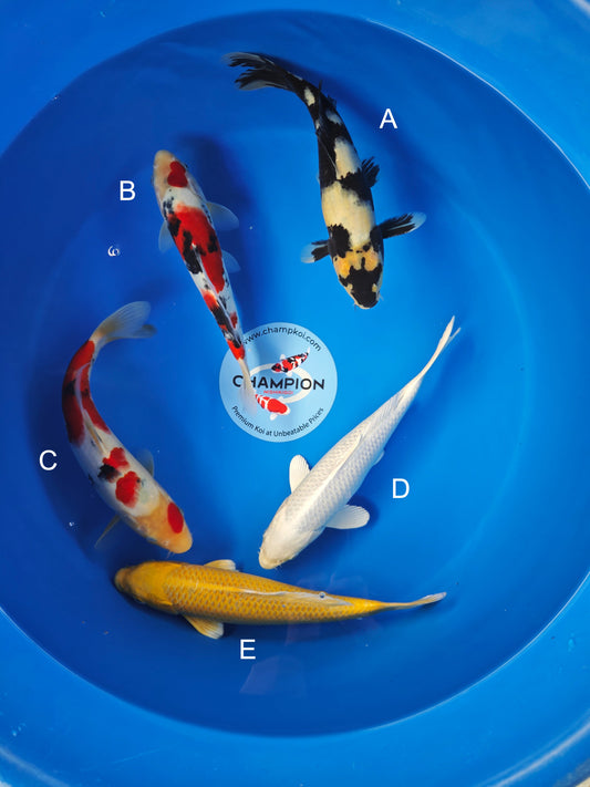 Koi fish for sale — 25-30 cm Ogata Shiro Utsuri at ChampKoi