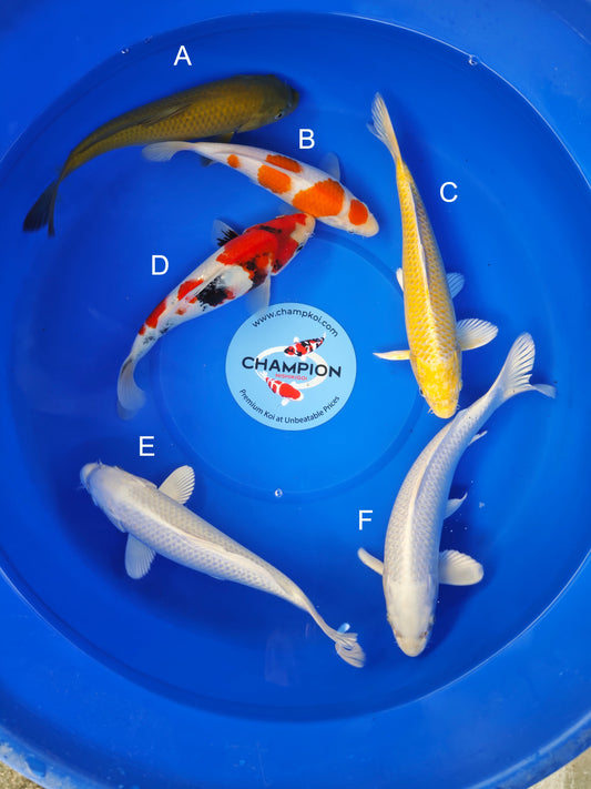 Koi fish for sale — 25-30 cm Ogata Chagoi at ChampKoi