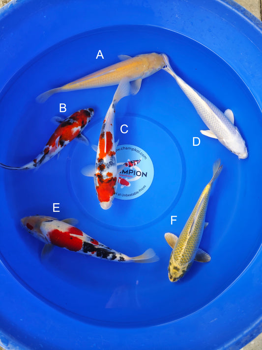 Koi fish for sale — 25-30 cm Ogata Karashigoi at ChampKoi
