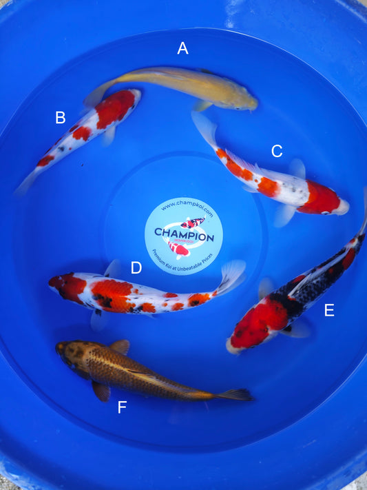 Koi fish for sale — 25-30 cm Marusei Karashigoi at ChampKoi