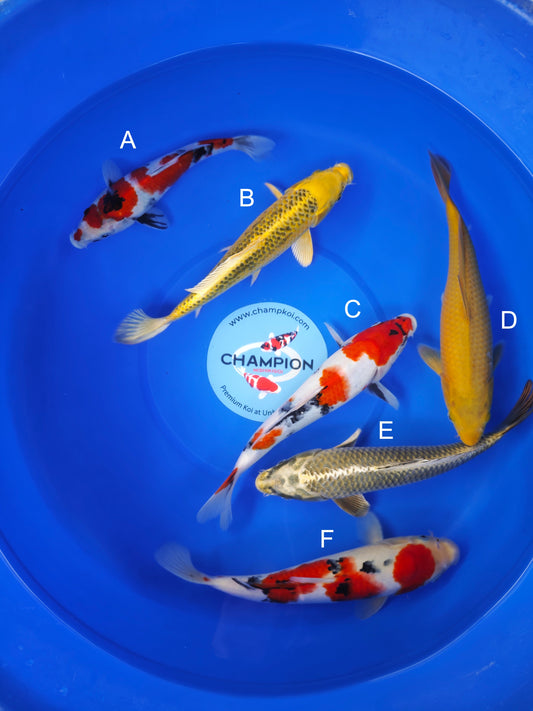 Koi fish for sale — 25-30 cm Marusei Showa at ChampKoi