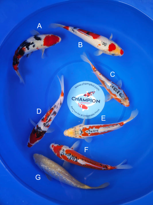 Koi fish for sale — 20-25 cm Marusei Sanke at ChampKoi