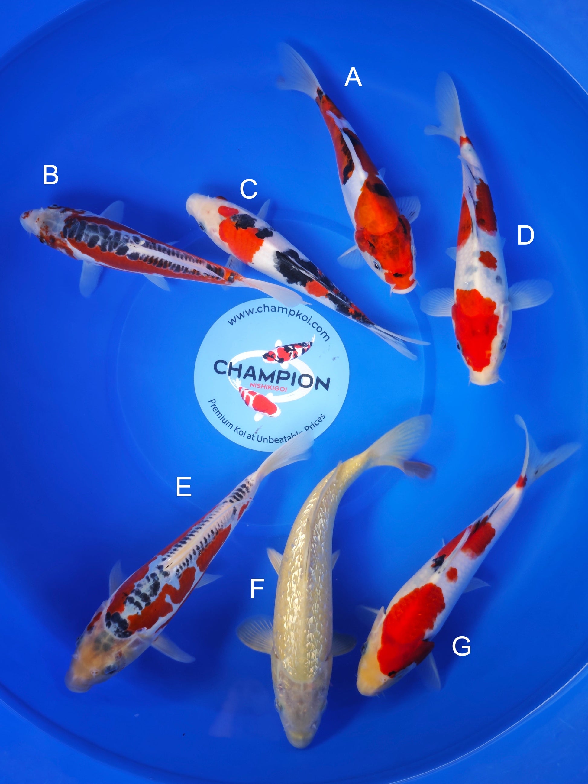 Koi fish for sale — 20-25 cm Marusei Doitsu Showa at ChampKoi